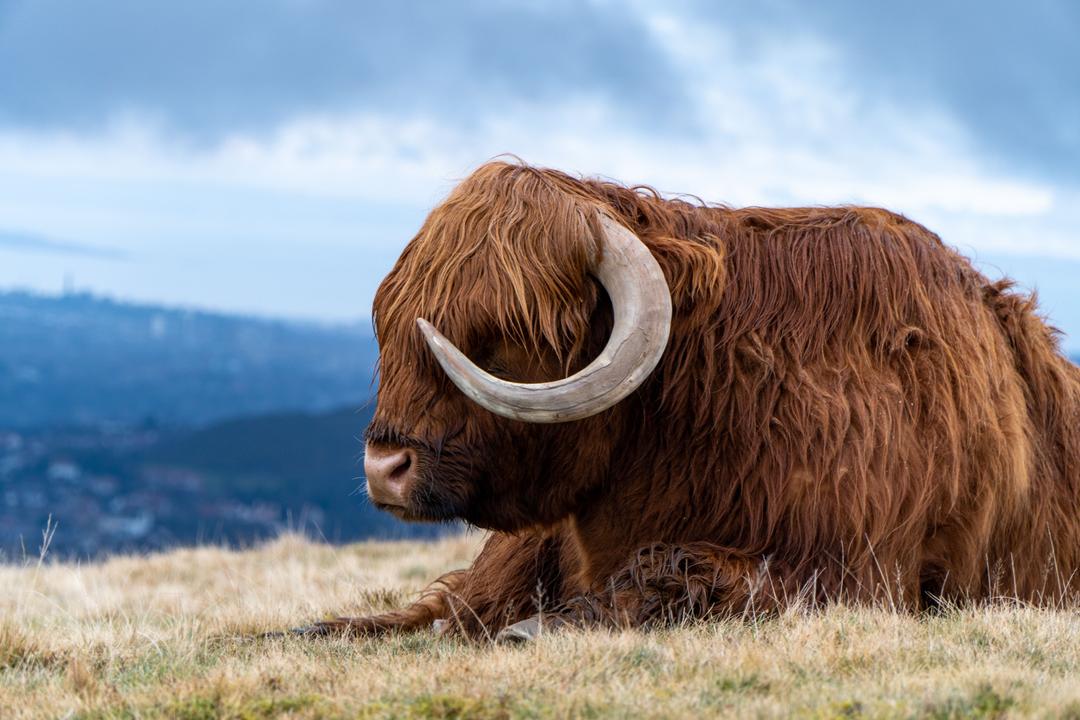 Highland cow